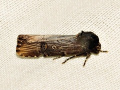 Micragrotis interstriata