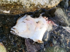 Lepidopsetta bilineata
