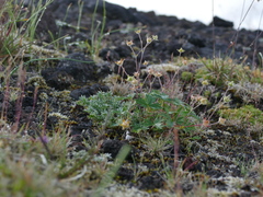 Potentilla vulcanicola