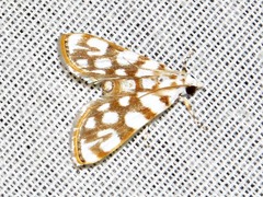 Obtusipalpis pardalis