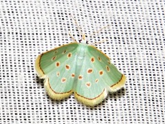 Comostolopsis stillata