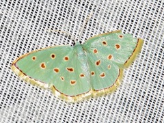 Comostolopsis stillata