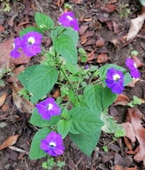 Browallia americana