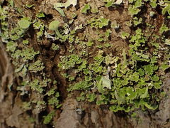 Media resource of Cladonia coniocraea
