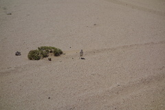 Emarginata