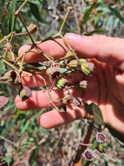 Angophora bakeri