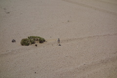 Emarginata
