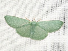 Prasinocyma immaculata