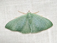 Prasinocyma immaculata