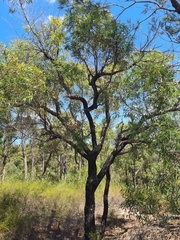 Angophora bakeri