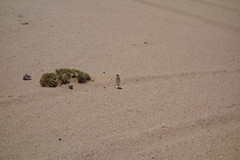 Emarginata