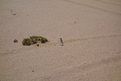 Emarginata