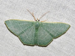 Thalassodes quadraria