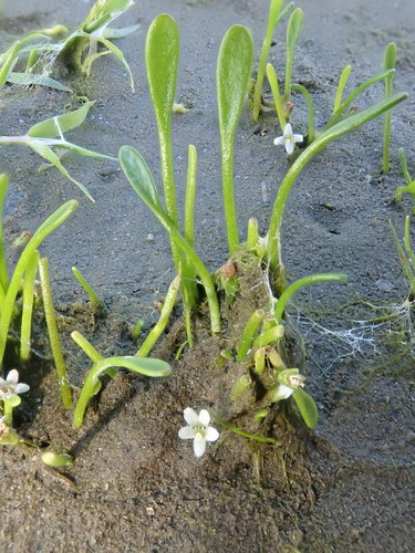 Limosella aquatica iNat (2)