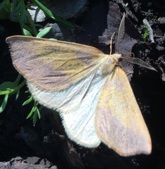 Neoterpes edwardsata