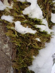 Neckera pennata image