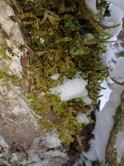 Neckera pennata image