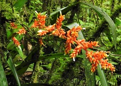 Guzmania multiflora