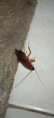 Periplaneta americana