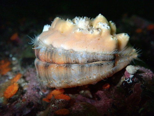 Spiny Scallop