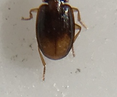 Mioptachys flavicauda