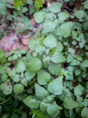Parietaria floridana