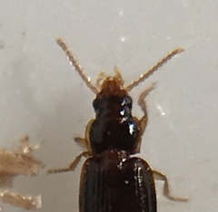 Mioptachys flavicauda