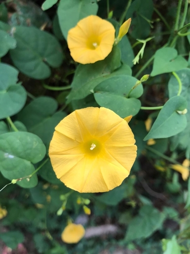 Campanilla amarilla (Ipomoea microsepala)