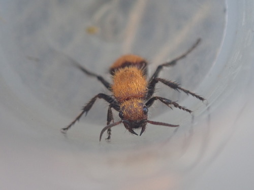 Dasymutilla bioculata photo 5