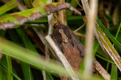 Agrotis robusta