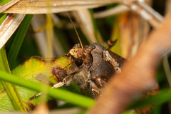 Agrotis robusta