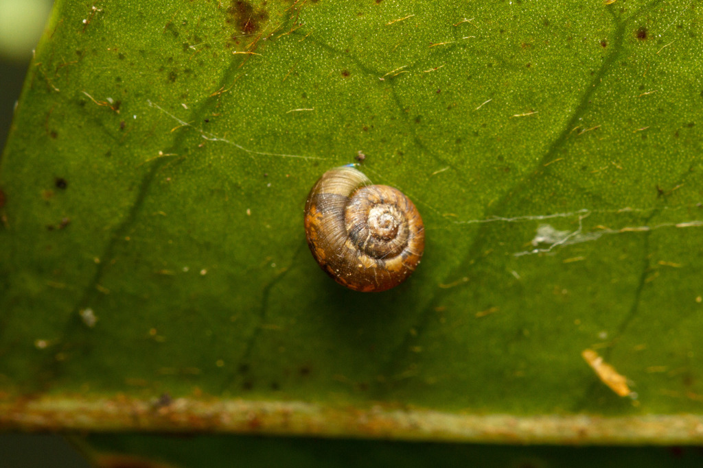 Charopatagonia