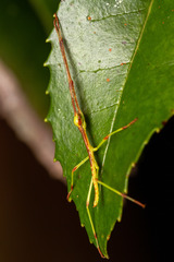 Heteronemia