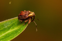 Neopsilorhinus collaris