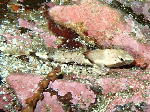 Spinynose Sculpin