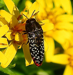 Acmaeodera haemorrhoa