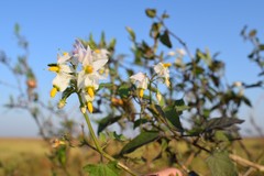 Solanum pilcomayense