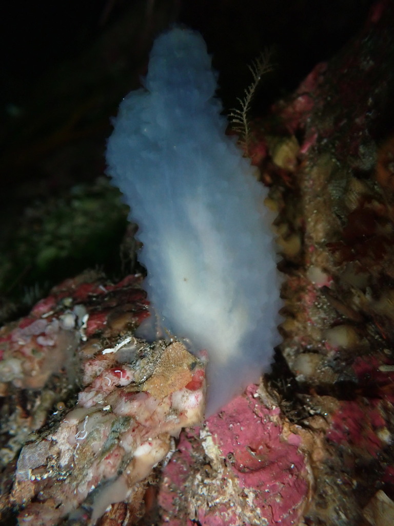 Glassy Sea Squirt