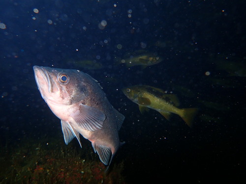 Light Dusky Rockfish