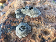 Tetraclita kuroshioensis