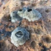 Tetraclita kuroshioensis