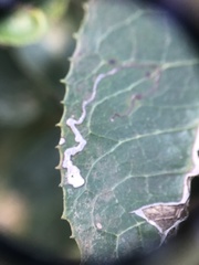 Stigmella heteromelis