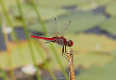 Urothemis aliena