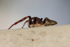 Opisthoncus mordax