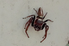 Opisthoncus mordax