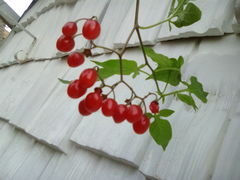 Solanum dulcamara