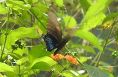 Heraclides androgeus