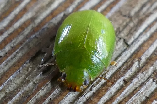 Lilly Pilly leaf beetle photo 3