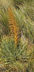 Aciphylla glaucescens