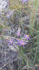 Calectasia intermedia